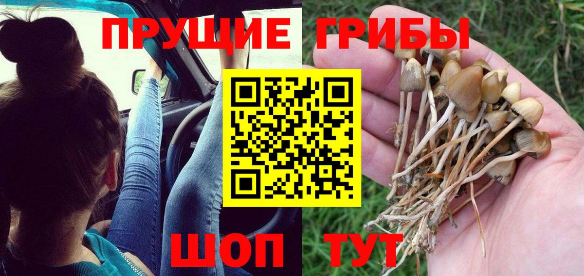 Галлюциногенные грибы прущие грибы  Кинешма  Псилоцибиновые грибы MAGIC MUSHROOMS 